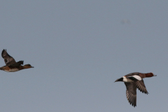 Smient-Texel 16-10-2022