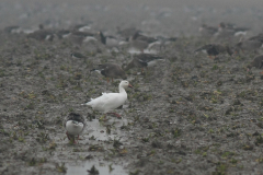 Sneeuwgans 1-Lauwersmeer 27-10-2010