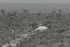 Sneeuwgans-Lauwersmeer 27-10-2010