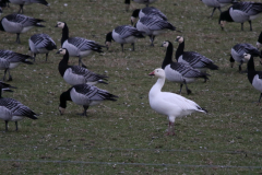 Sneeuwgans en Brandgans 1 Groningen-kust 30-3 2022