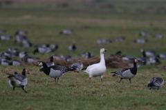 Sneeuwgans en Brandgans 1-Lauwersmeer 5-2-2022