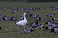 Sneeuwgans en Brandgans 2-Lauwersmeer 5-2-2022