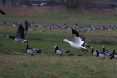 Sneeuwgans en Brandgans 5-Lauwersmeer 5-2-2022 b