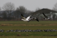 Sneeuwgans en Brandgans 6-Lauwersmeer 5-2-2022