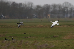 Sneeuwgans en Brandgans 7-Lauwersmeer 5-2-2022