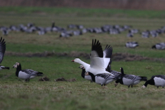 Sneeuwgans en Brandgans-Lauwersmeer 5-2-2022