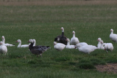 Sneeuwgans, escape, Friesland-kust 15-8-2020