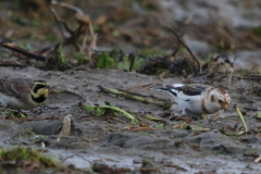 Sneeuwgors, ♂  en Strandleeuwerik 3 Groningen-kust 4-1-2023