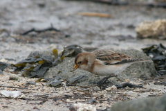 Sneeuwgors, ♀  1-Lauwersoog 4-3-2007