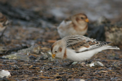 Sneeuwgors, ♀  2-Lauwersoog 3-2-2008