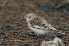 Sneeuwgors, ♀  3-Lauwersoog 3-2-2008