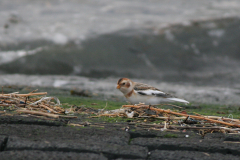 Sneeuwgors ♂ -Eemshaven 17-11-2007