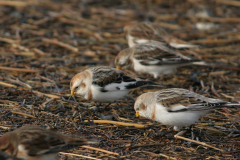 Sneeuwgors, ♀ en ♂ -Lauwersoog 3-2-2008