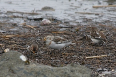 Sneeuwgors, ♀ -Lauwersoog 4-3-2007