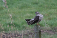 Sperwer, 1e kj. Friesland-kust 30-12-2022