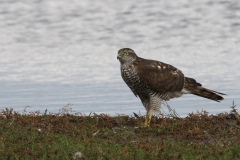 Sperwer, 1e kj.  Groningen-kust 15-9-2022