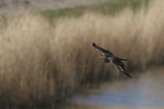 Sperwer, 2e kj.-Groningen-kust 22-4-2019