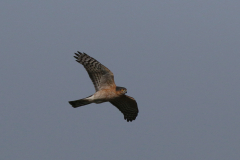 Sperwer, ♂ -Groningen-kust 22-4-2019