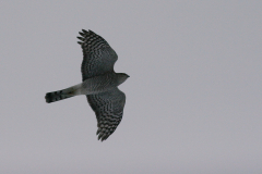 Sperwer, ♀  Groningen-stad 19-12-2009