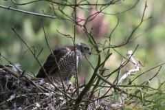 Sperwer, juv. 3 Hortus Haren 5-7-2011