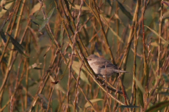 Sperwergrasmus, 1e kj. 1 Texel 8-10-2014