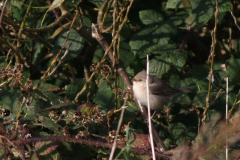 Sperwergrasmus, 1e kj. 8 Texel 8-10-2014