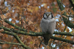 Sperweruil 1-Overijssel 25-11-2013