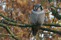 Sperweruil 10-Overijssel 25-11-2013