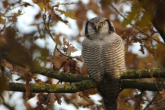 Sperweruil 11-Overijssel 25-11-2013 b