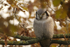 Sperweruil 15-Overijssel 25-11-2013 b