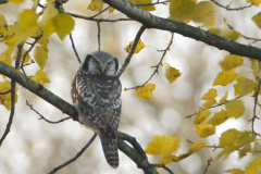 Sperweruil 17-Overijssel 25-11-2013