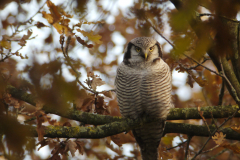 Sperweruil 18-Overijssel 25-11-2013 b