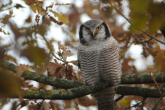 Sperweruil 5-Overijssel 25-11-2013 b