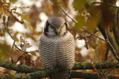 Sperweruil 6-Overijssel 25-11-2013 b