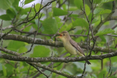 Spotvogel 1 Groningen-prov. 14-5-2012