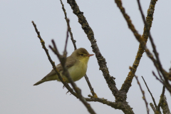 Spotvogel 1-Schiermonnikoog 11-5-2021