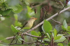 Spotvogel 2 Groningen-prov. 14-5-2012