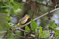 Spotvogel 4 Groningen-prov. 14-5-2012