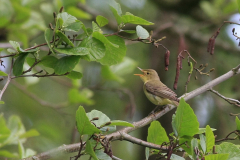 Spotvogel 5 Groningen-prov. 14-5-2012