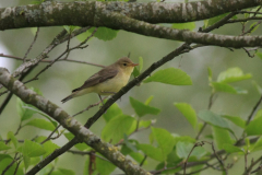 Spotvogel Groningen-prov. 14-5-2012