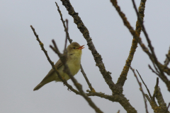 Spotvogel-Schiermonnikoog 11-5-2021