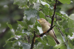 Spotvogel-Texel 10-6-2010