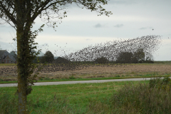 Spreeuw-Friesland 12-10-2011 b