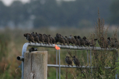 Spreeuw-Onlanden 2-10-2016