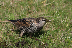 Spreeuw-Texel 19-10-2022 b