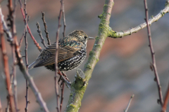 Spreeuw-Vlieland 21-10-2011