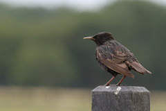 Spreeuw, adult ♀  Groningen-kust 10-7-2019