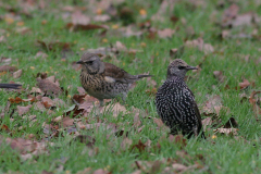 Spreeuw en Kramsvogel-Hortus Haren 23-11-2008