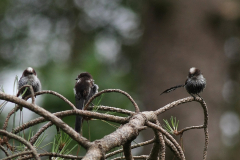 Staartmees, juv. 1 Drenthe 18-6-2014