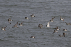 Steenloper 2-Schiermonnikoog 18-10-2021